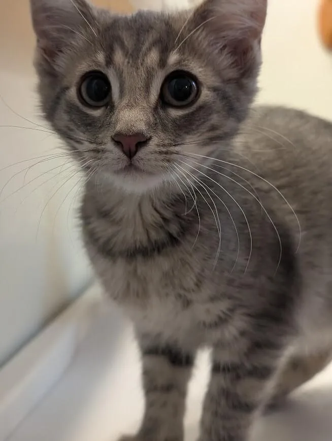 A young medium-sized female Tabby (Gray / Blue / Silver) Domestic Short Hair cat named Persephone for adoption in Adrian, MI