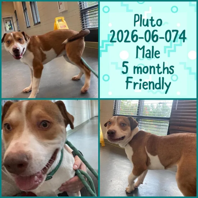 A baby medium-sized male Pit Bull Terrier dog named Pluto for adoption in Winder, GA