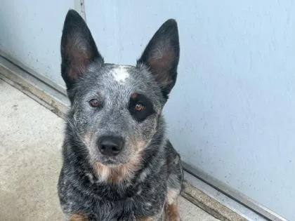 An adult medium-sized male Merle (Blue) Mixed Breed dog named Java for adoption in Georgetown, TX