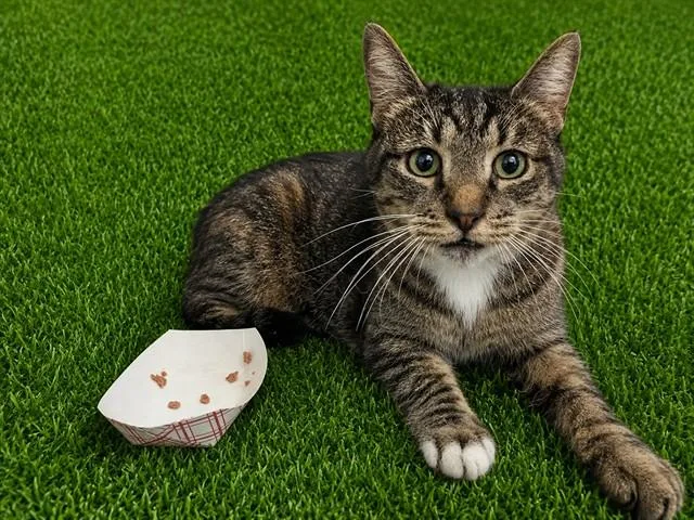 An adult medium-sized male Domestic Short Hair cat named Ottis for adoption in Lancaster, CA