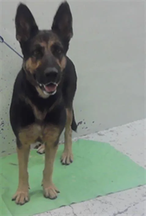A young large-sized female German Shepherd Dog dog named Molly for adoption in Houston, TX