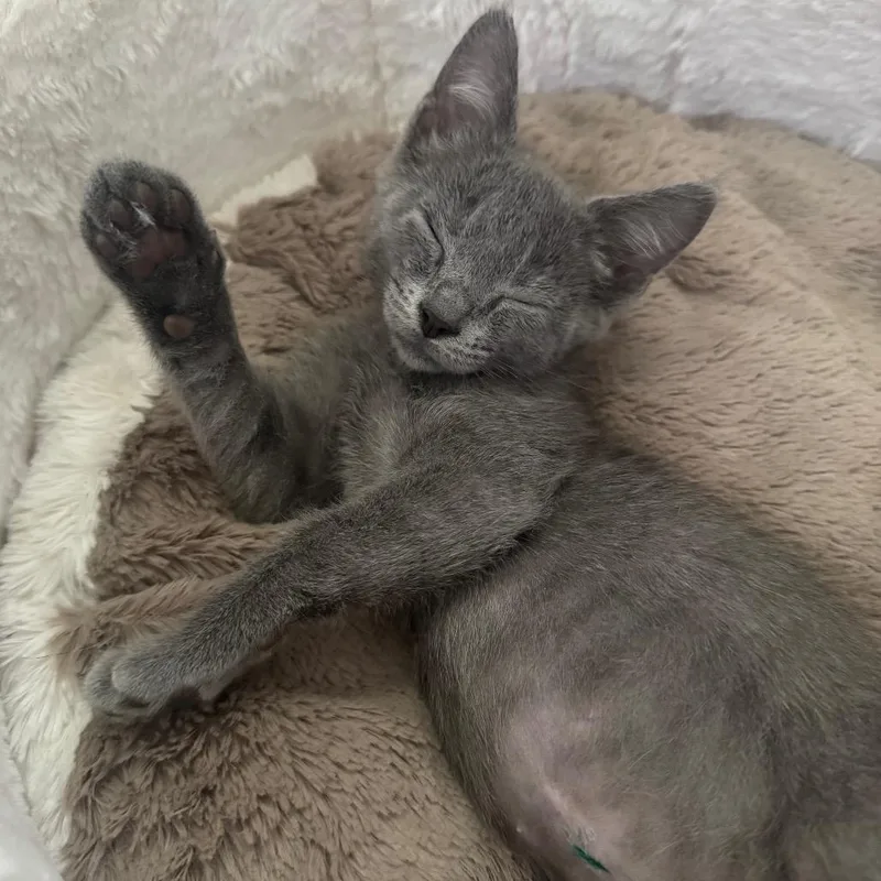 A baby medium-sized male Gray / Blue / Silver Domestic Short Hair cat named Silverwing for adoption in Lauderhill, FL