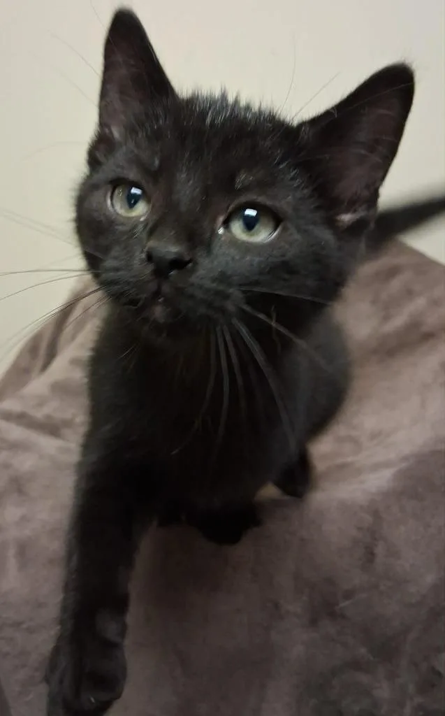 A baby small-sized male Domestic Short Hair cat named Rex for adoption in Fremont, OH