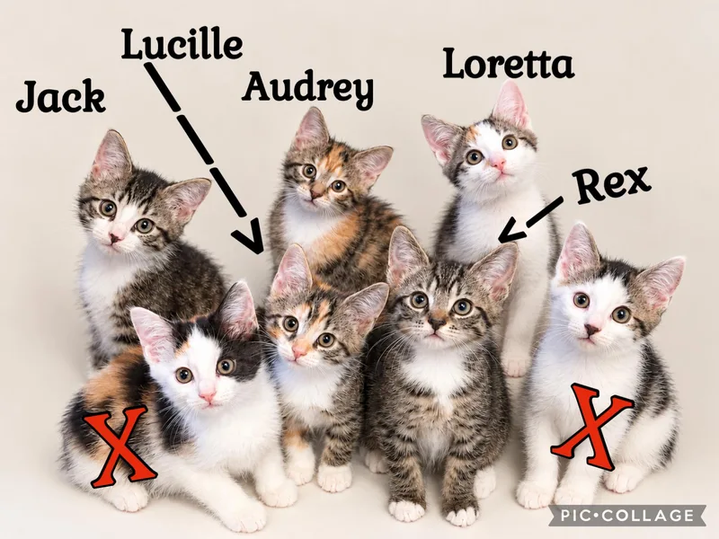 Jack  Lucille  thumbnail 6