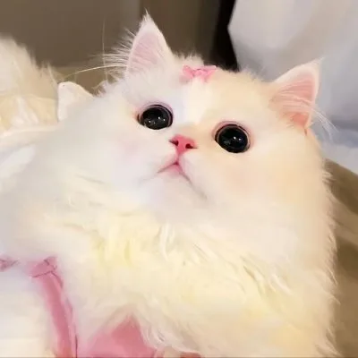 A young extra large-sized female White American Curl cat named Areej Test Pet for adoption