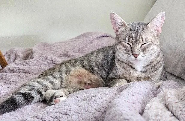 A young medium-sized female Domestic Short Hair cat named Lorelei for adoption in St. Helens, OR