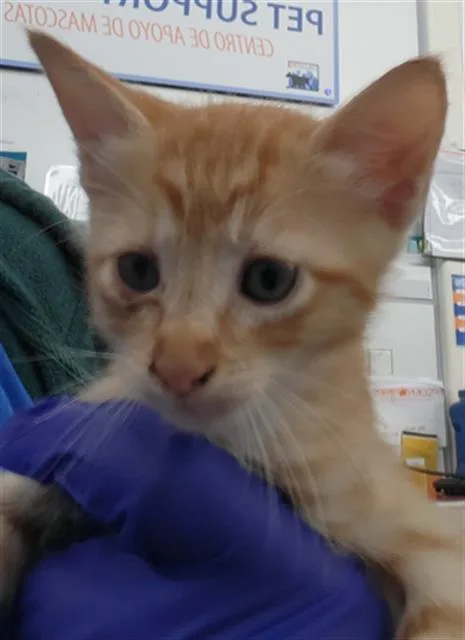 A young medium-sized male Domestic Short Hair cat named Woody for adoption in Dallas, TX