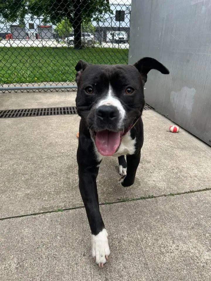 An adult medium-sized male Black Pit Bull Terrier dog named Tar for adoption in Chicago, IL