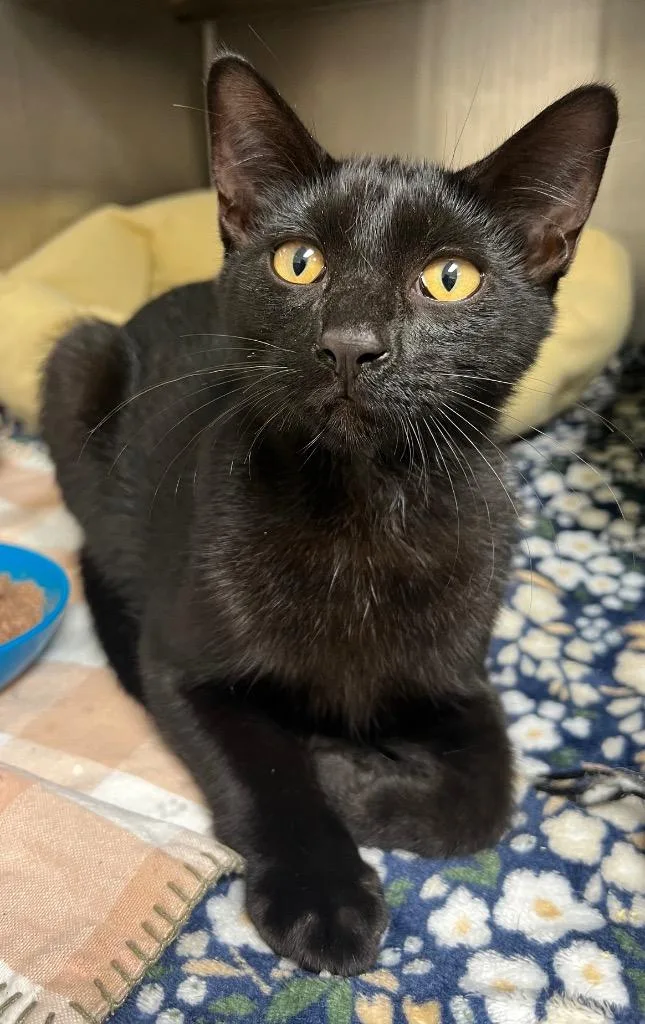 A baby medium-sized male Domestic Short Hair cat named Coffee for adoption in Greeneville, TN
