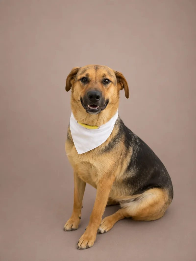 A young medium-sized male German Shepherd Dog dog named Dexter for adoption