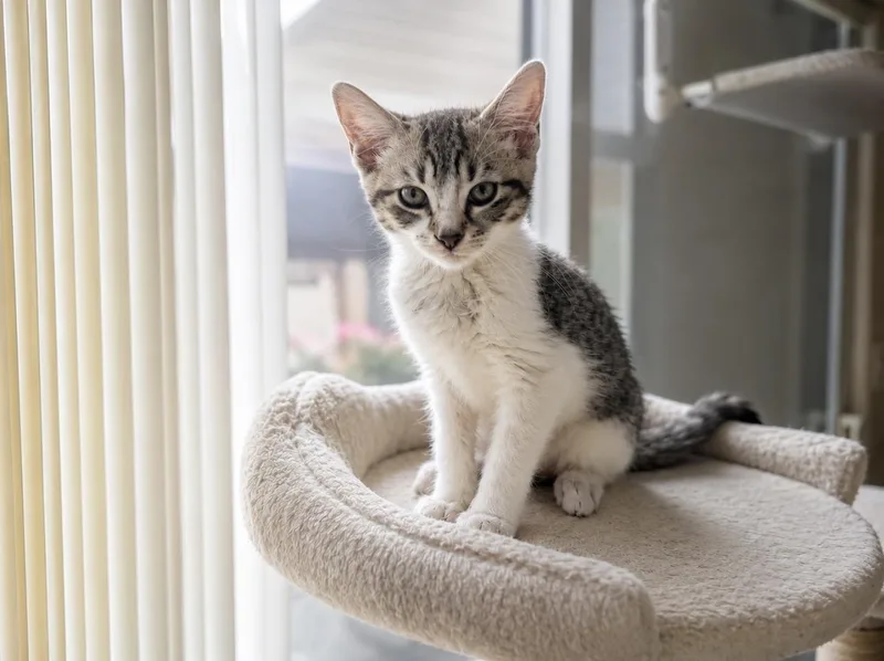 A baby medium-sized female Tabby (Brown / Chocolate) Tabby cat named Quinn for adoption in Wyandotte, MI