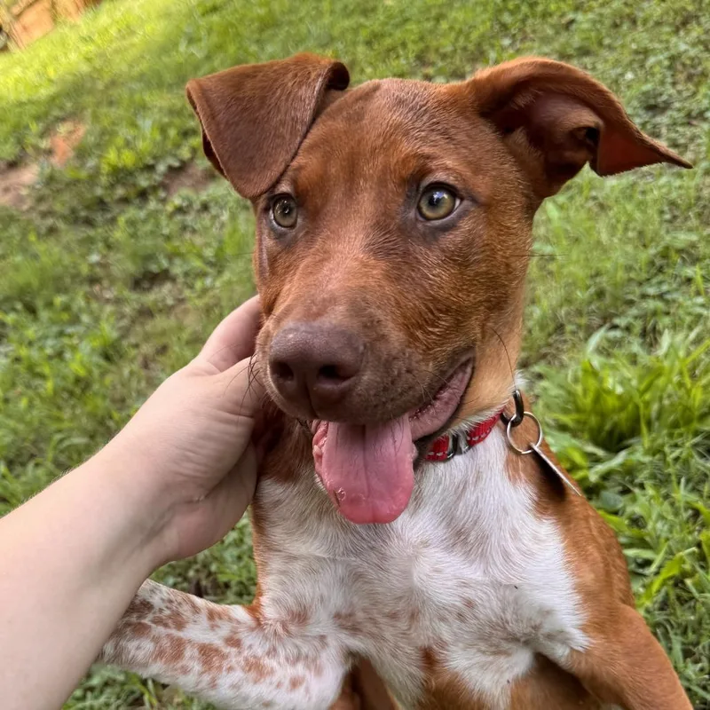A baby medium-sized male Red / Chestnut / Orange Hound dog named Cardinal for adoption in Raleigh, NC