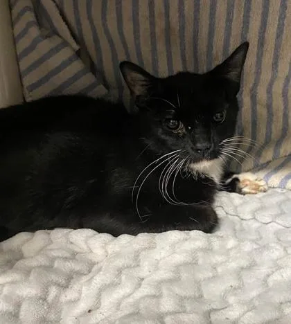 A young small-sized female Domestic Short Hair cat named Vicktoria for adoption in Hobart, IN