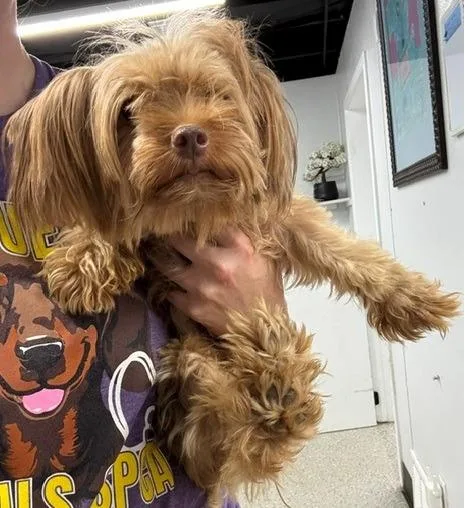An adult small-sized female Yorkshire Terrier dog named Gina for adoption in Thompson Falls, MT