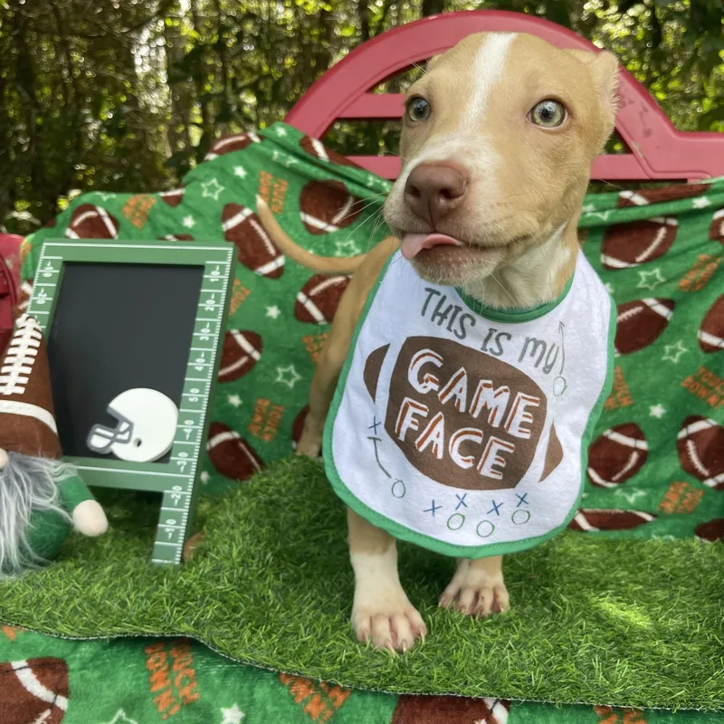 A baby medium-sized male American Staffordshire Terrier dog named Bp for adoption in Sebring, FL