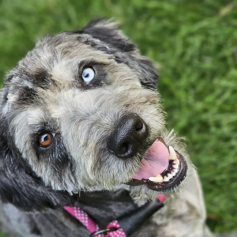 An adult medium-sized male Merle (Blue) Aussiedoodle dog named Chewey Springfield for adoption in O Fallon, IL