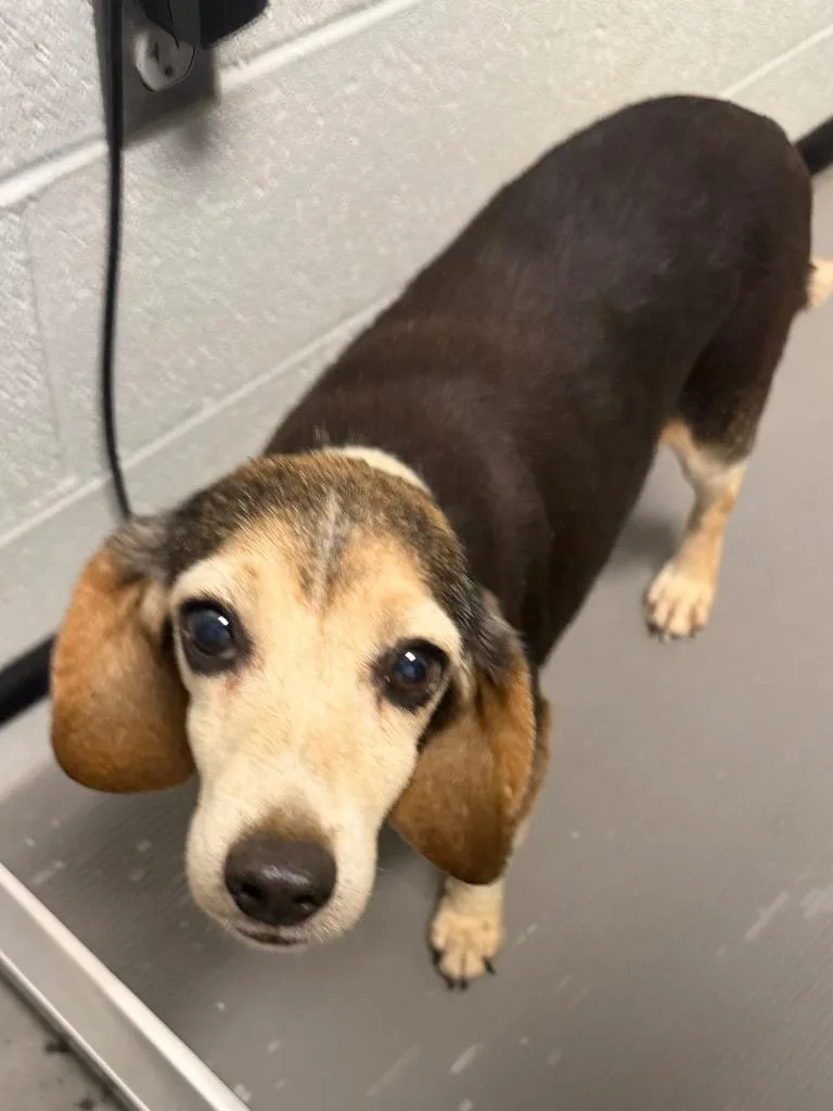 A senior medium-sized female Beagle dog named Ethel for adoption in Henderson, NC