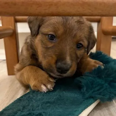 Frittata thumbnail 2