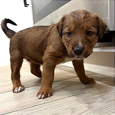 Frittata thumbnail 4