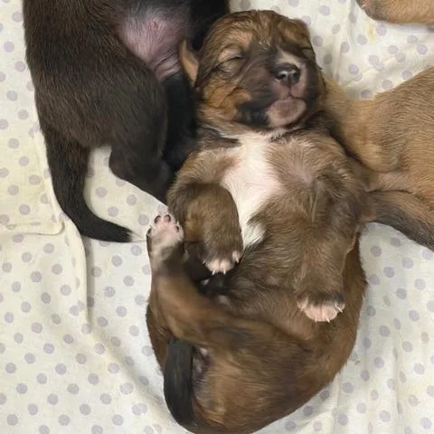 Frittata thumbnail 5