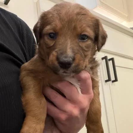 Frittata thumbnail 6