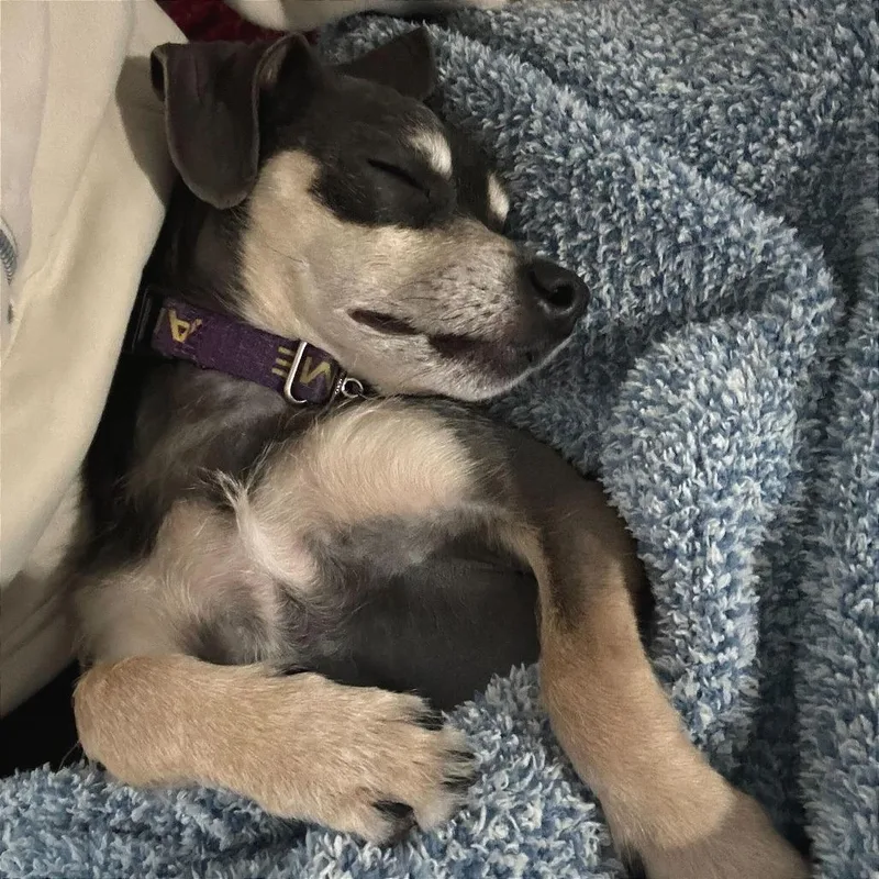 An adult medium-sized male Gray / Blue / Silver Miniature Pinscher dog named Nivilicious for adoption in La Grange, KY
