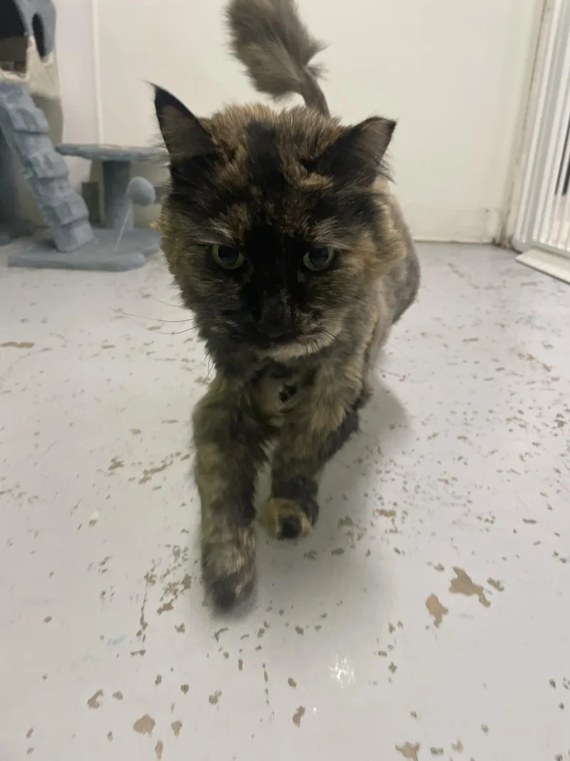 A senior medium-sized female Dilute Tortoiseshell Tortoiseshell cat named Mystique for adoption in St. Maries, ID