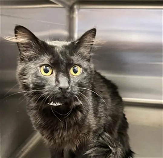 A young small-sized female Domestic Long Hair cat named Duchess for adoption in Rancho Cucamonga, CA