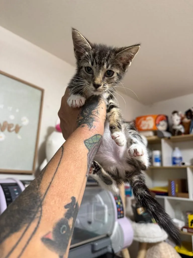A baby large-sized female Domestic Short Hair cat named Krystal for adoption in warrenville, SC