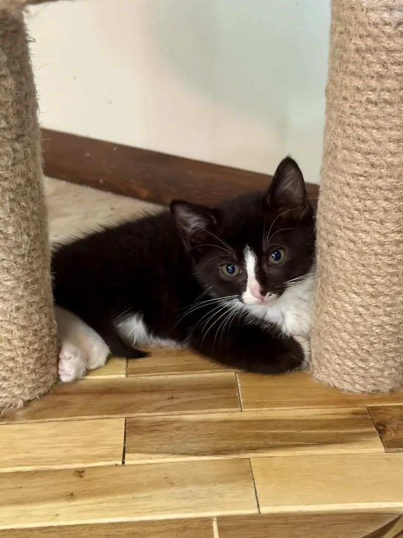 A young small-sized female Domestic Short Hair cat named Penrose for adoption in Seven Valleys, PA