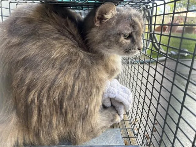 An adult medium-sized female Domestic Medium Hair cat named Foothill for adoption in Rancho Cucamonga, CA