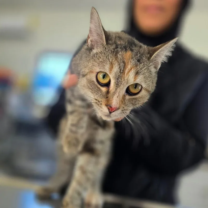 A young medium-sized female Torbie Domestic Short Hair cat named Fiona for adoption in Chapel Hill, NC