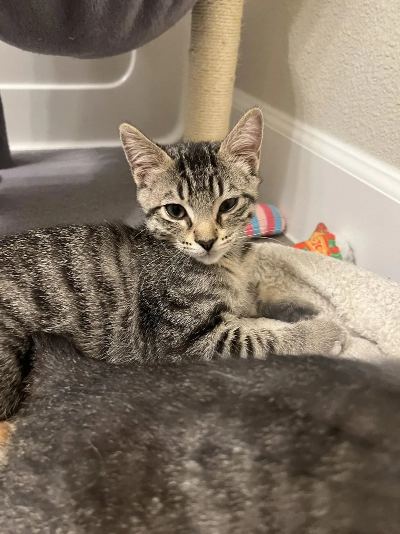 Pepper