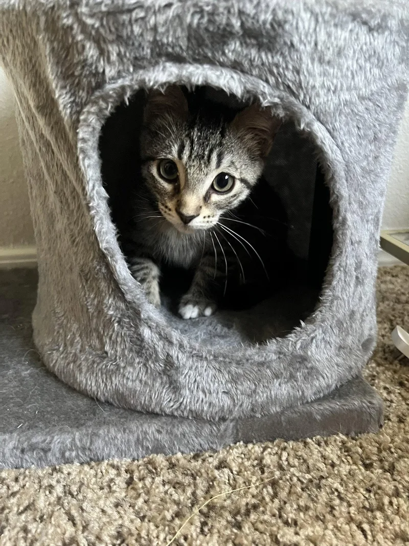 Pepper thumbnail 3