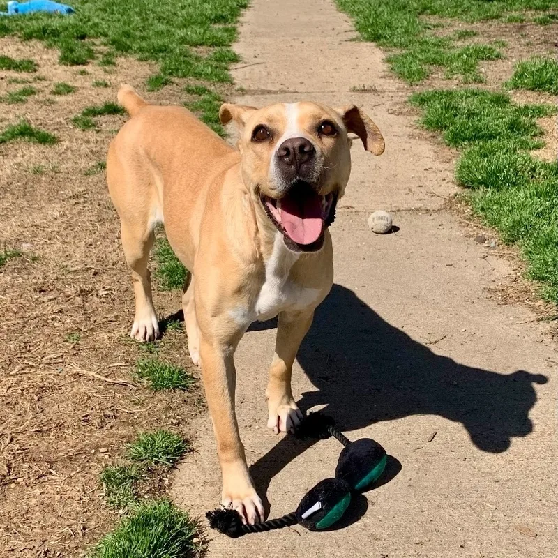 A young medium-sized female Apricot / Beige Boxer dog named Kit Kat for adoption in Tunica, MS