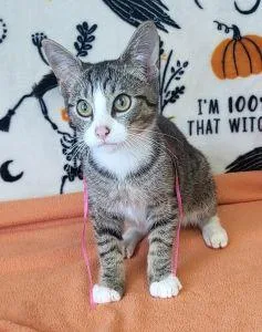 A young medium-sized male Domestic Short Hair cat named Fidget for adoption in Bucyrus, OH