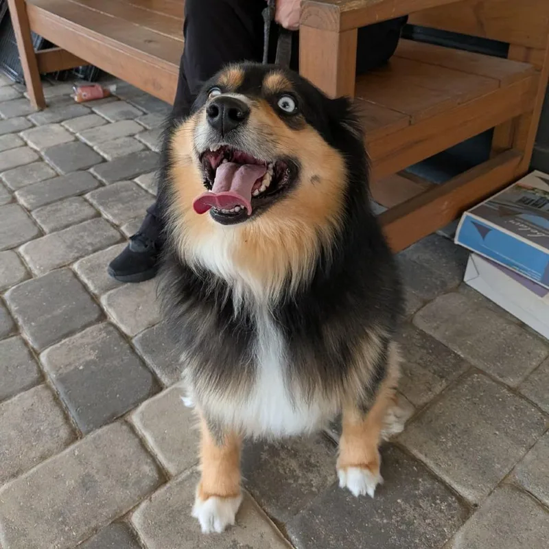 An adult medium-sized female Tricolor (Brown, Black, & White) Australian Shepherd dog named Marina for adoption in Ocala, FL