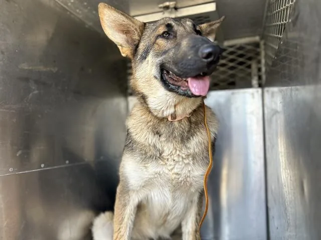 A young large-sized female German Shepherd Dog dog named Gemma for adoption in Fairfield, CA