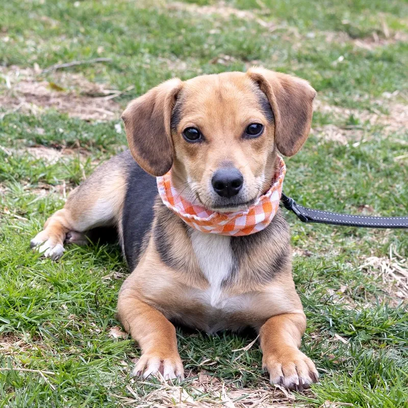 Rockyavail thumbnail 2