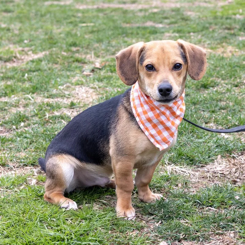 Rockyavail thumbnail 3