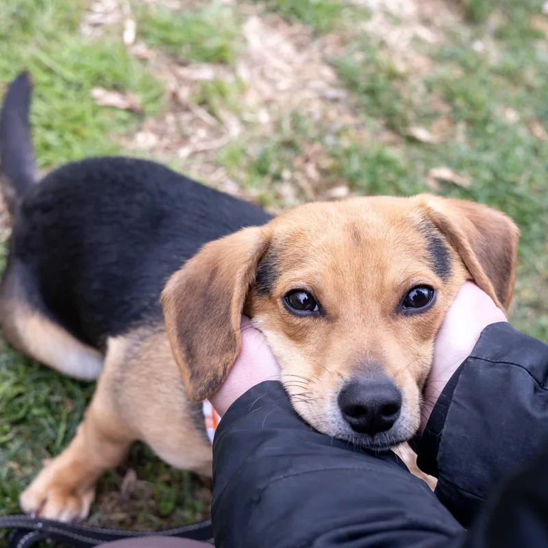 Rockyavail thumbnail 5