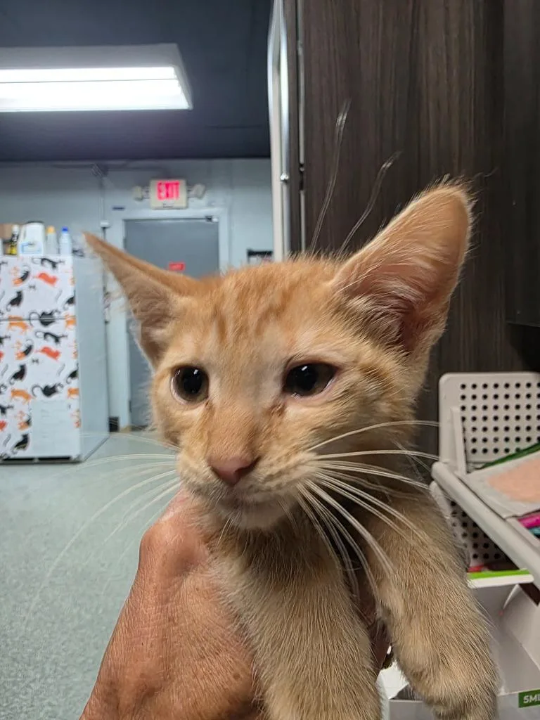 A baby medium-sized male Domestic Short Hair cat named Wander for adoption in Huntington, IN