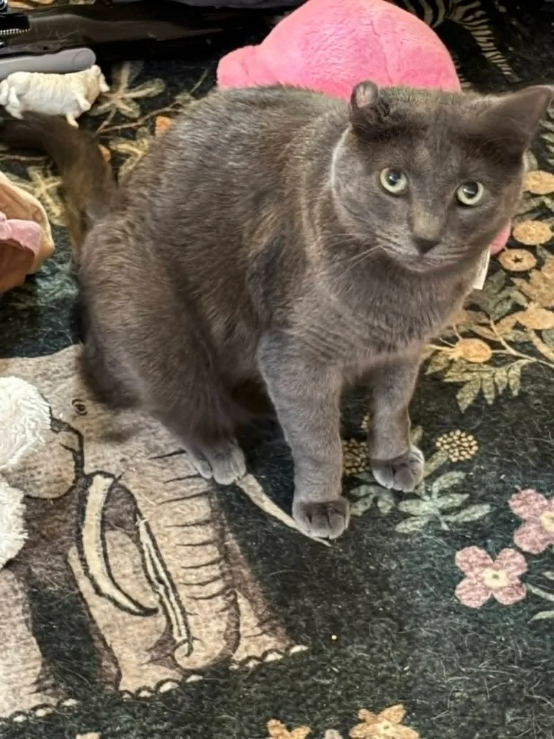 An adult medium-sized male Grey Domestic Short Hair cat named Handsome for adoption