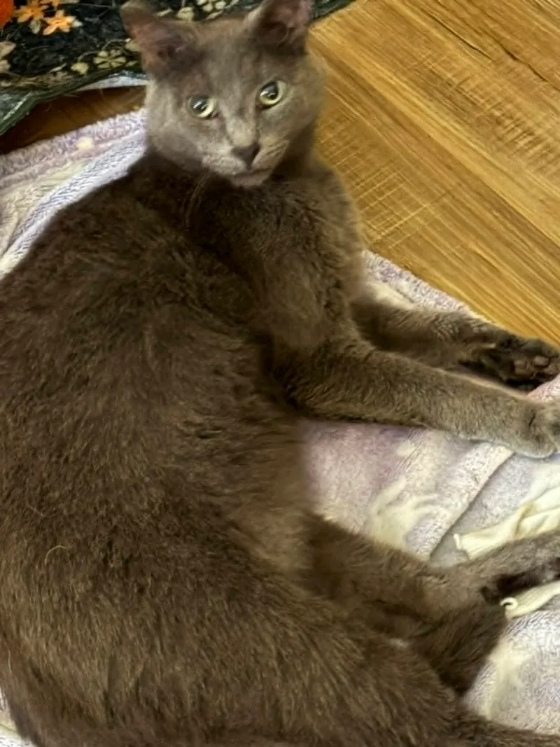 An adult medium-sized male Blue Domestic Short Hair cat named Dresden for adoption