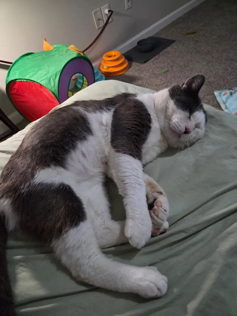 An adult medium-sized male White Domestic Short Hair cat named Coconut for adoption
