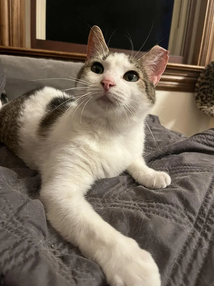 An adult medium-sized female Black & White / Tuxedo Domestic Short Hair cat named Quimby for adoption in Dayton, OH