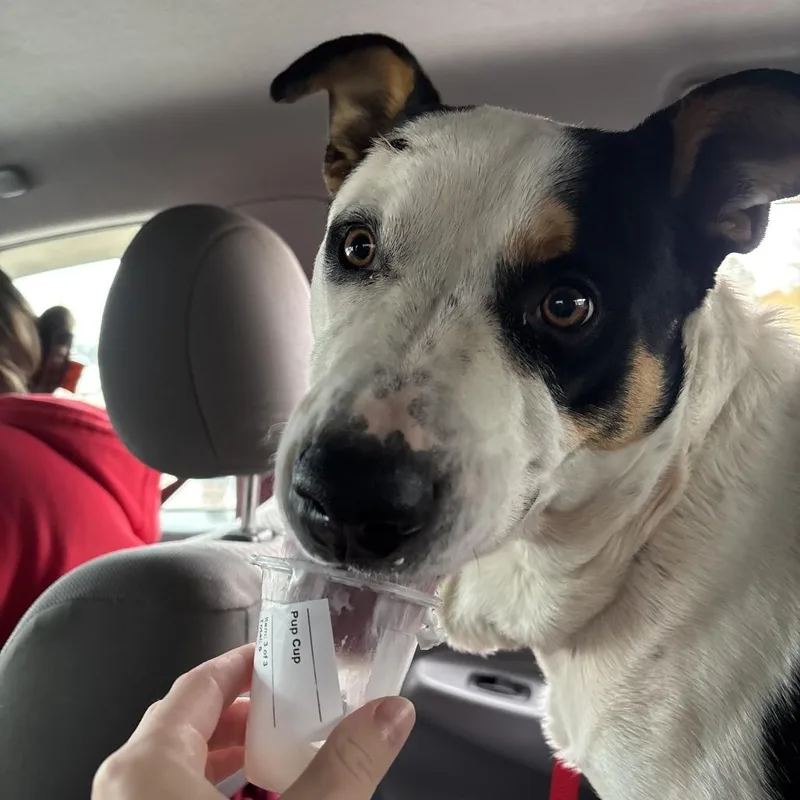 Velveeta thumbnail 2