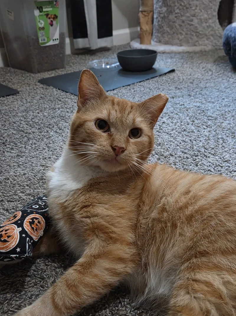 An adult medium-sized male Orange Domestic Short Hair cat named Garfield for adoption