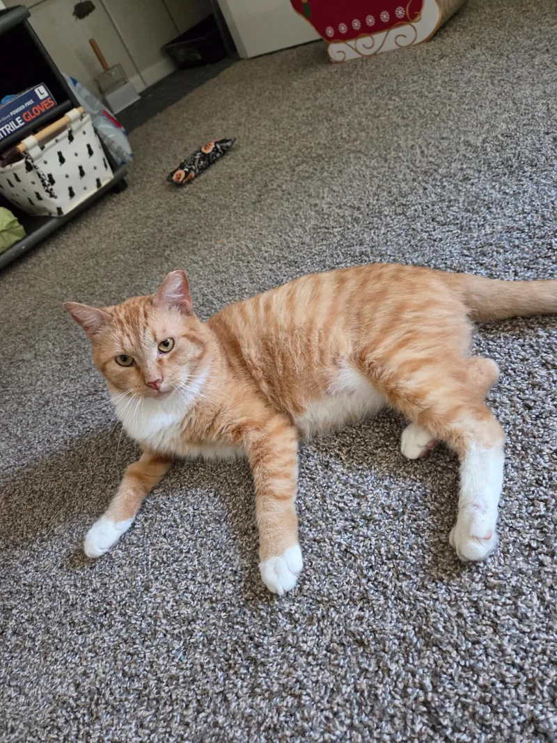 Garfield thumbnail 4