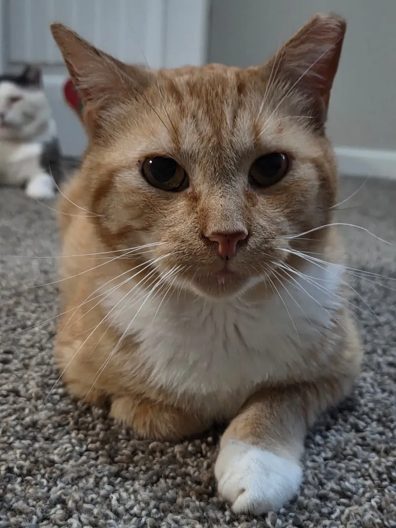Garfield thumbnail 3